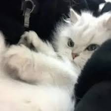 Christopher Cruz's avatar